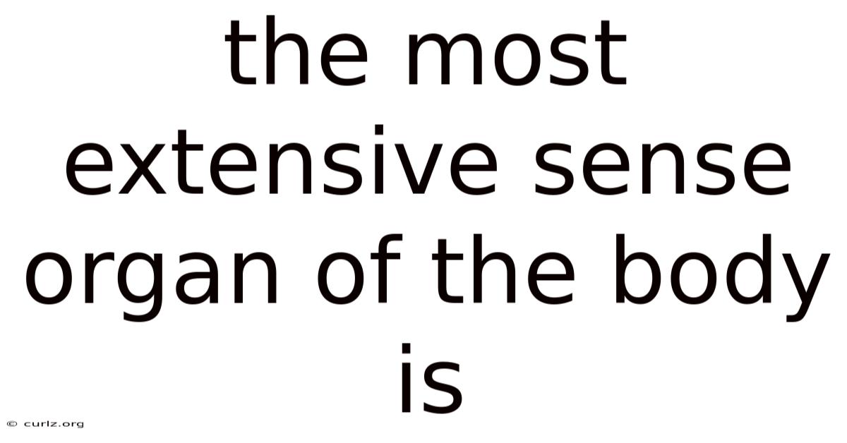 The Most Extensive Sense Organ Of The Body Is